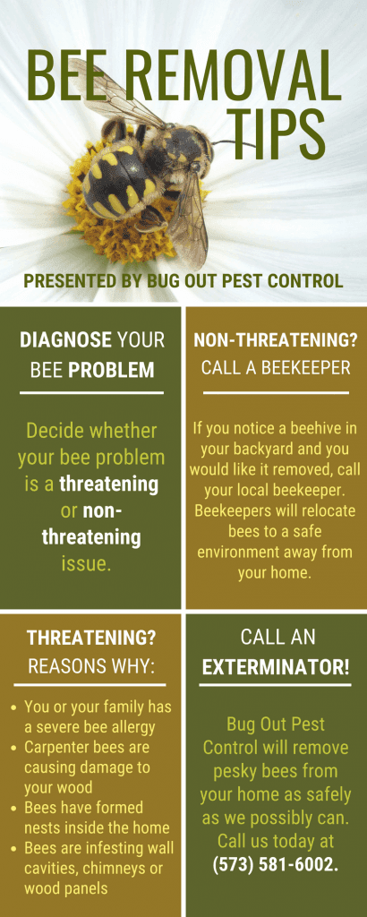 Professional Bee Removal Guide 