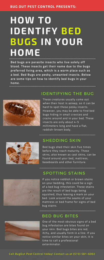Detecting Bed Bugs in Your Home Guide 